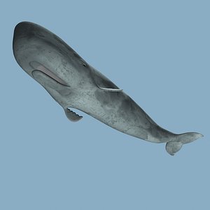 whale 3D model