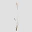 3D model Low Poly Bent Grass Dry Pack