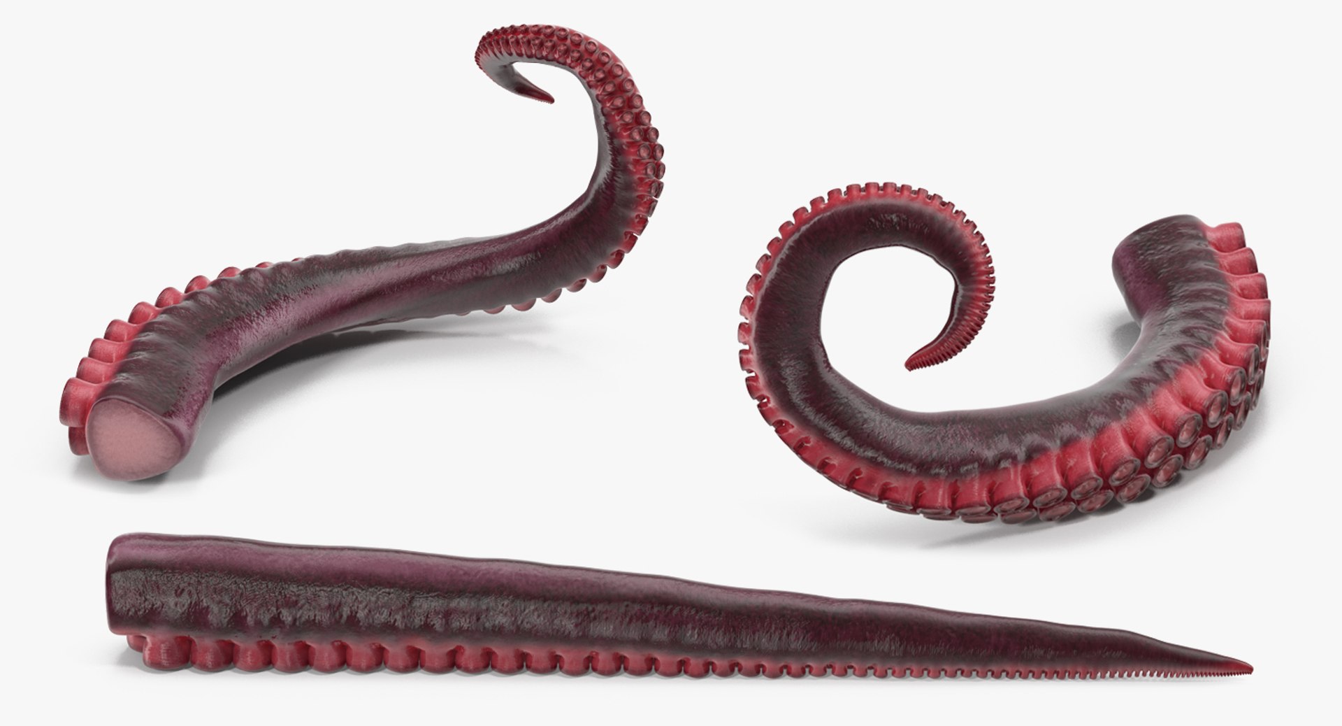 3D Octopus Tentacle Animated https://p.turbosquid.com/ts-thumb/M5/gYq0jc/8F/octopus_tentacle_rigged_0004/jpg/1775227805/1920x1080/fit_q87/c23f531ad2b7fb23270a33a8c82125bf454fee53/octopus_tentacle_rigged_0004.jpg