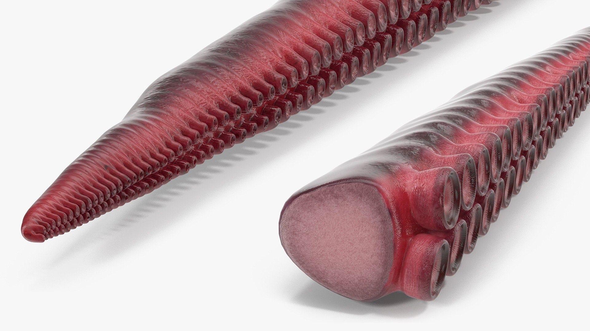 3D Octopus Tentacle Animated https://p.turbosquid.com/ts-thumb/M5/gYq0jc/Ac/vc3apa6ohwve5s8m_octopus_tentacle_rigged_0008/jpg/1775499159/1920x1080/fit_q87/7af774c07ebf5a6ab4cd72f7aadcac00d18833bf/vc3apa6ohwve5s8m_octopus_tentacle_rigged_0008.jpg