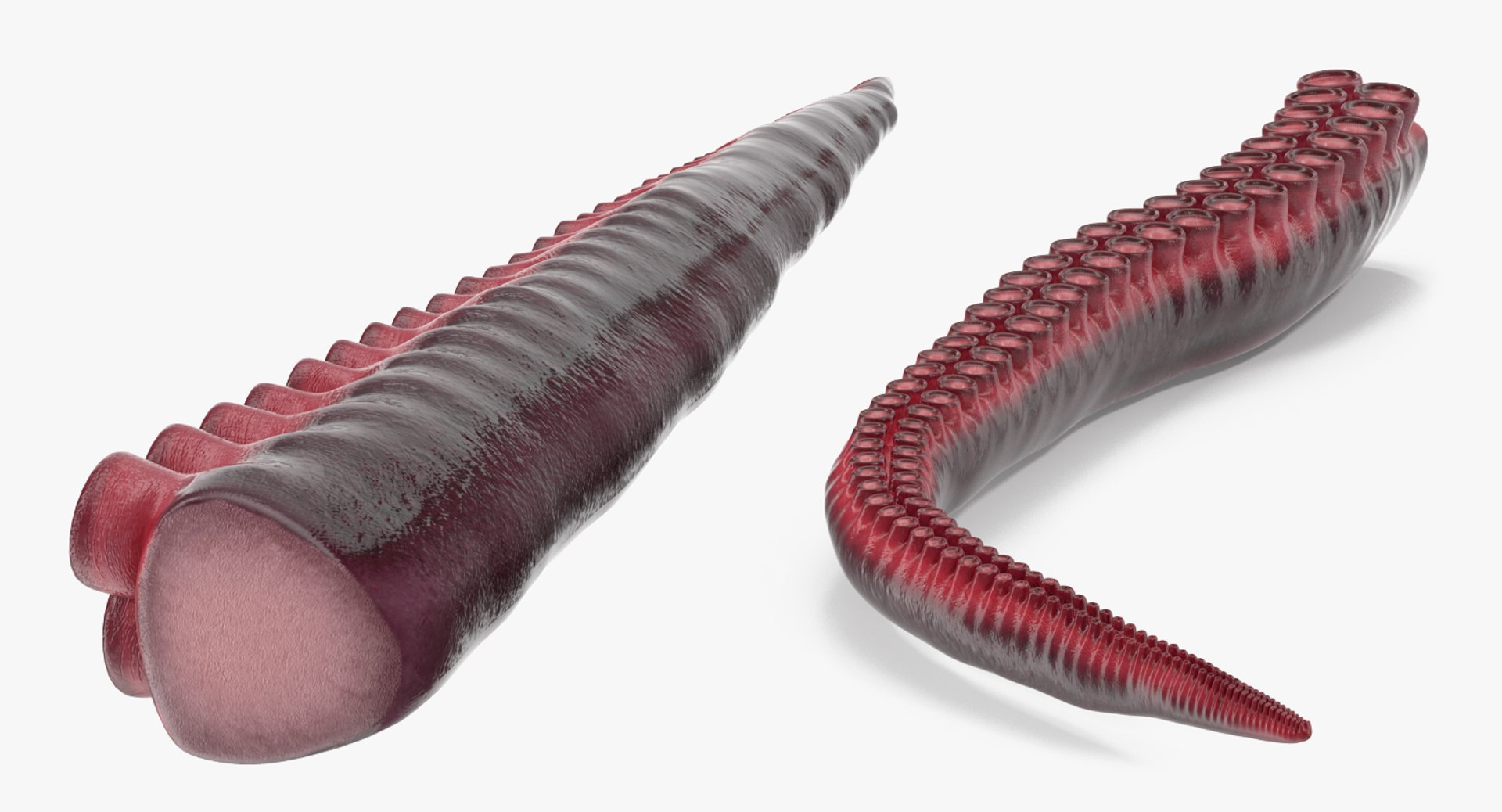 3D Octopus Tentacle Animated https://p.turbosquid.com/ts-thumb/M5/gYq0jc/cV/octopus_tentacle_rigged_0020/jpg/1775227857/1920x1080/fit_q87/38c938ef647c95f69da81057f0a738b1a5ea92e8/octopus_tentacle_rigged_0020.jpg