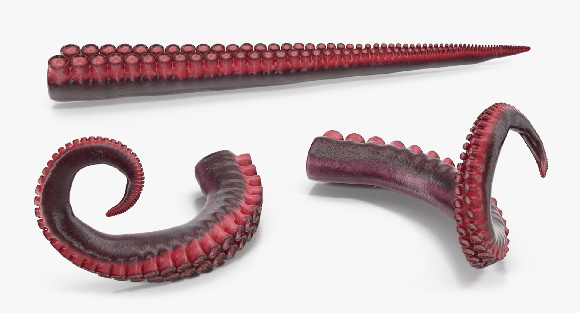 3D Octopus Tentacle Animated https://p.turbosquid.com/ts-thumb/M5/gYq0jc/yX/octopus_tentacle_rigged_0003/jpg/1775227801/1920x1080/fit_q87/7bc8130a814c09783a49dfa791faf982528cc8c9/octopus_tentacle_rigged_0003.jpg
