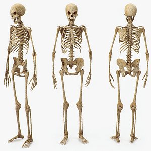 Anatomy Monster 3D Models for Download | TurboSquid