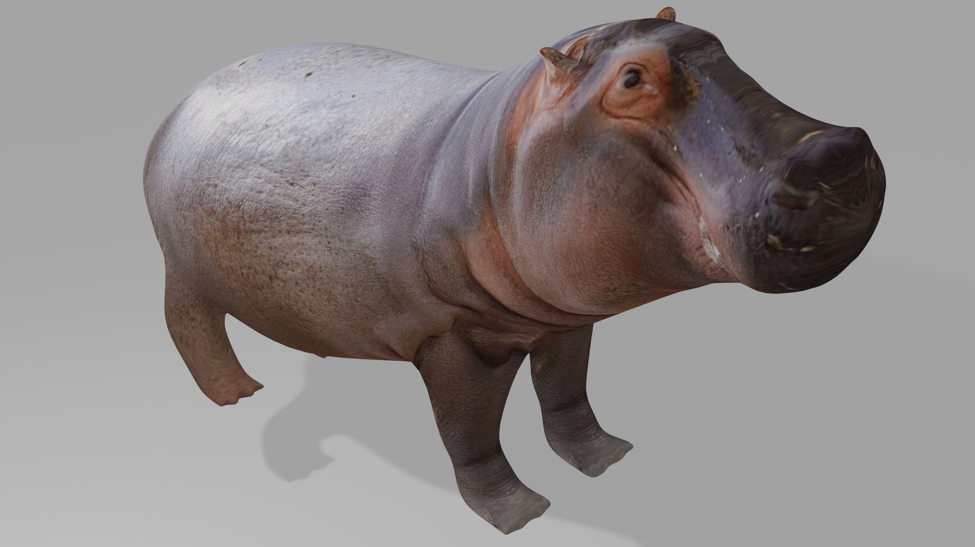 Hippopotamos  OBJ model https://p.turbosquid.com/ts-thumb/M5/k92RaI/Sq/1/jpg/1720302754/1920x1080/fit_q87/5b574fc8199d0ed7dbc48405da89ec4ebb623e49/1.jpg