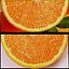 Tangerine Slice