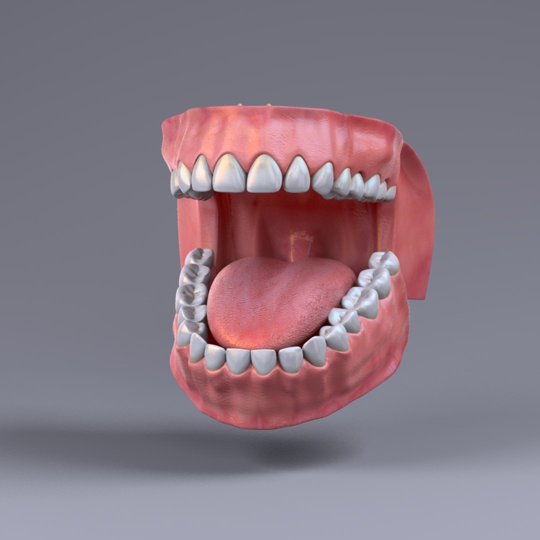 Inner Mouth 3d Model