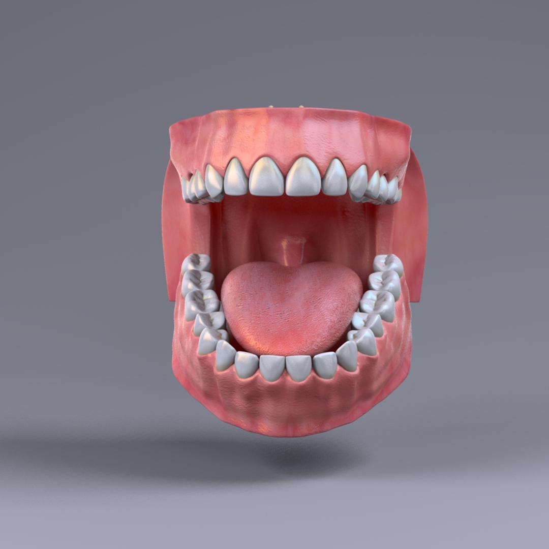 Inner Mouth 3d Model