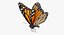 Monarch Butterfly with Cocoon Collection