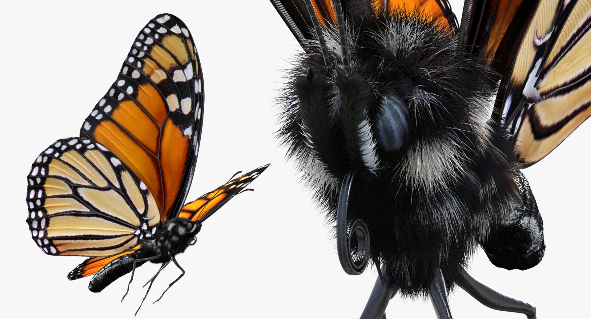 monarch butterfly cocoon flying 3D model https://p.turbosquid.com/ts-thumb/M5/r8bPRG/N1uP3YyI/monarchbutterflywithcocooncollectionmb3dmodel009/jpg/1577705013/1920x1080/fit_q87/57856461502edc0cc612959b69afb8b1003948c2/monarchbutterflywithcocooncollectionmb3dmodel009.jpg