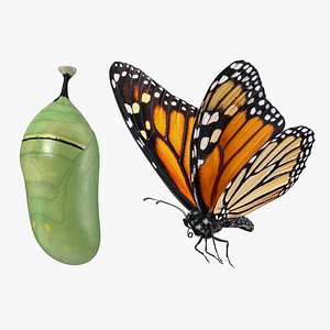 Monarch Butterfly with Cocoon Collection