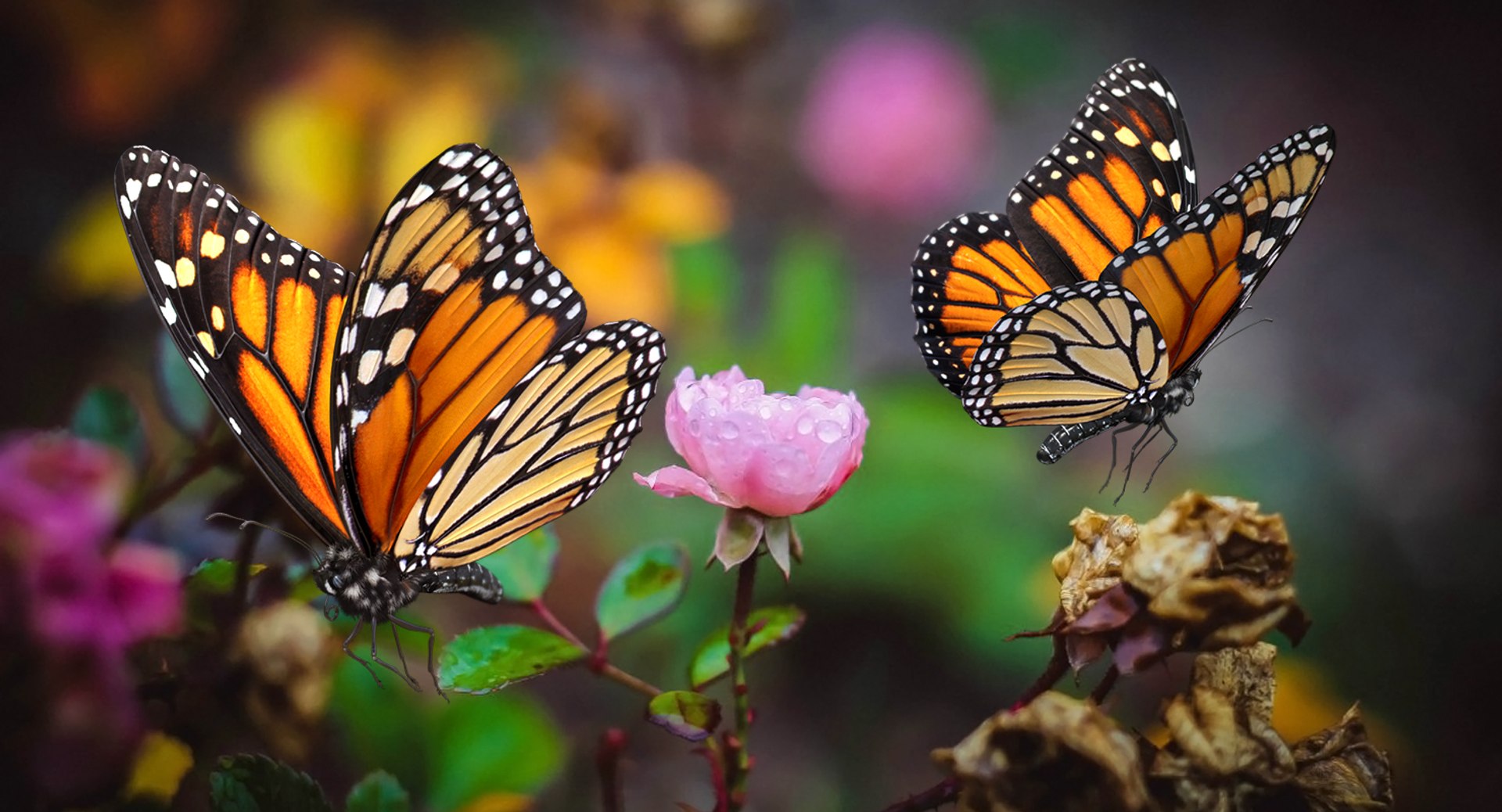 monarch butterfly cocoon flying 3D model https://p.turbosquid.com/ts-thumb/M5/r8bPRG/ZNxzPXF0/monarchbutterflywithcocooncollectionmb3dmodel007/jpg/1577705004/1920x1080/fit_q87/e0431848414ceb4592eb468d772c8671dc48888a/monarchbutterflywithcocooncollectionmb3dmodel007.jpg