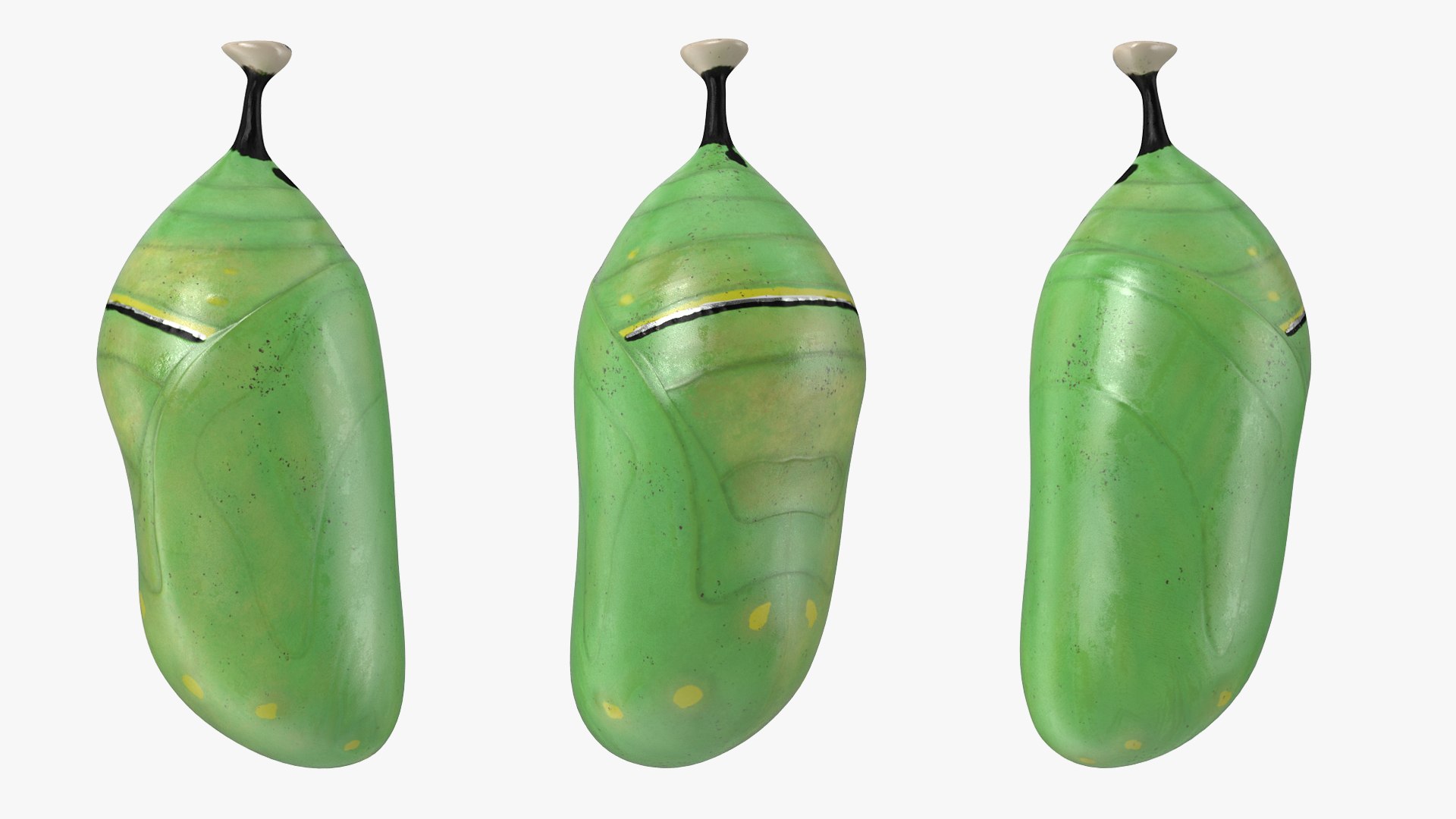 monarch butterfly cocoon flying 3D model https://p.turbosquid.com/ts-thumb/M5/r8bPRG/fdJ19SxU/monarchbutterflywithcocooncollectionmb3dmodel003/jpg/1577704984/1920x1080/fit_q87/21290bee4a9e5da7817968c2a622748771babc7e/monarchbutterflywithcocooncollectionmb3dmodel003.jpg