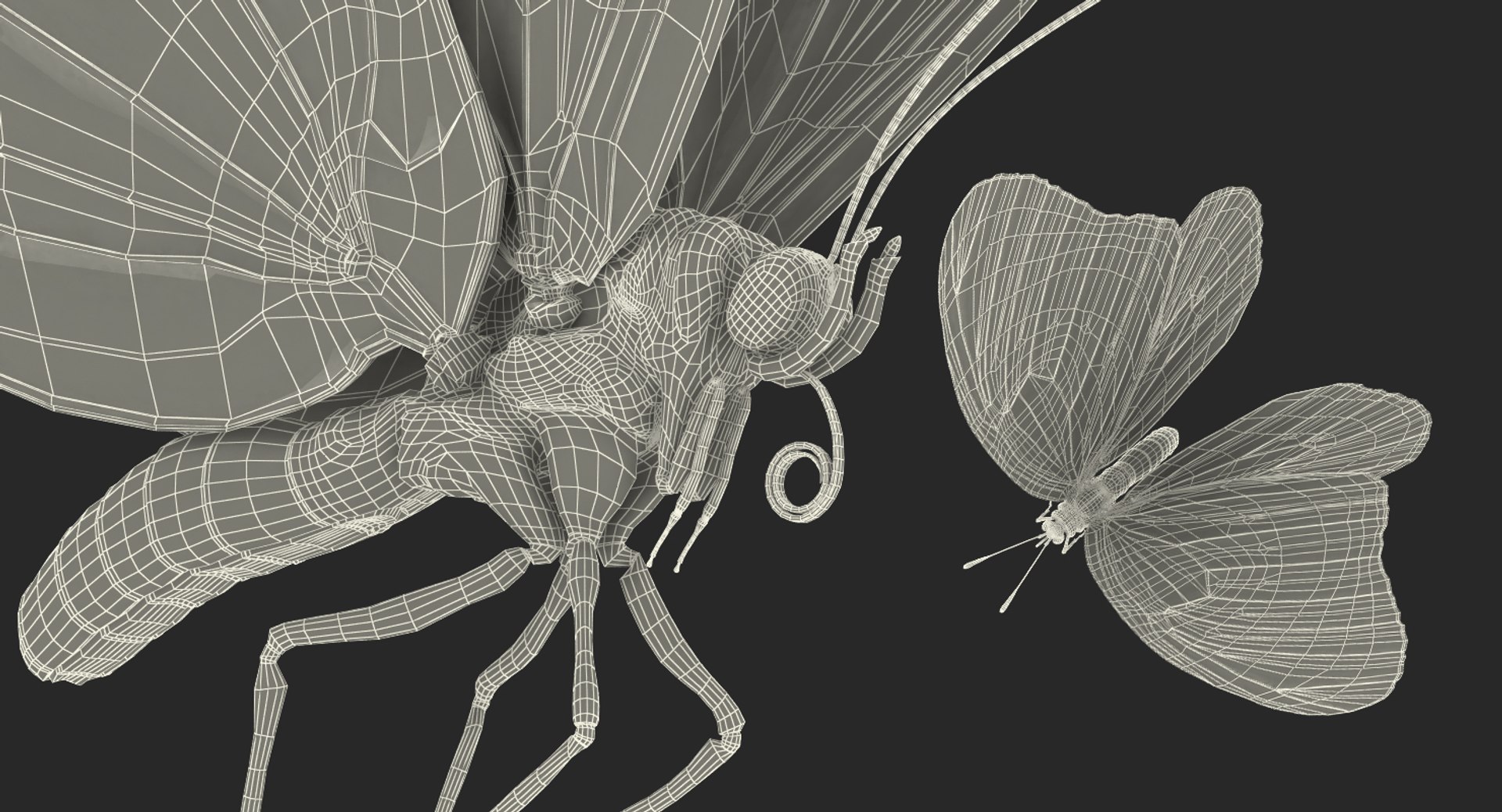 monarch butterfly cocoon flying 3D model https://p.turbosquid.com/ts-thumb/M5/r8bPRG/iyYPXl1Q/monarchbutterflywithcocooncollectionmb3dmodel015/jpg/1577705044/1920x1080/fit_q87/4a722b73354b3f1c4df8912cb8383f6ea21d0a56/monarchbutterflywithcocooncollectionmb3dmodel015.jpg