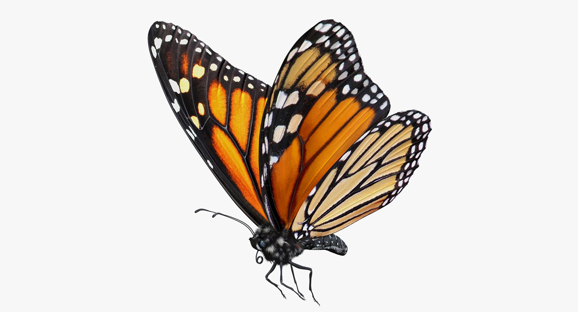 monarch butterfly cocoon flying 3D model https://p.turbosquid.com/ts-thumb/M5/r8bPRG/nyUwuIuh/monarchbutterflywithcocooncollectionmb3dmodel006/jpg/1577704999/1920x1080/fit_q87/9a8dce4248ccb1c9ad7f114b6504c6a46dd75f65/monarchbutterflywithcocooncollectionmb3dmodel006.jpg
