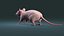 Rat Hairless