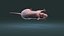 Rat Hairless
