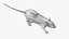 Rat Hairless