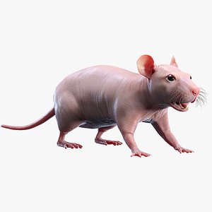 rat hairless 3D