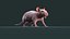 Rat Hairless