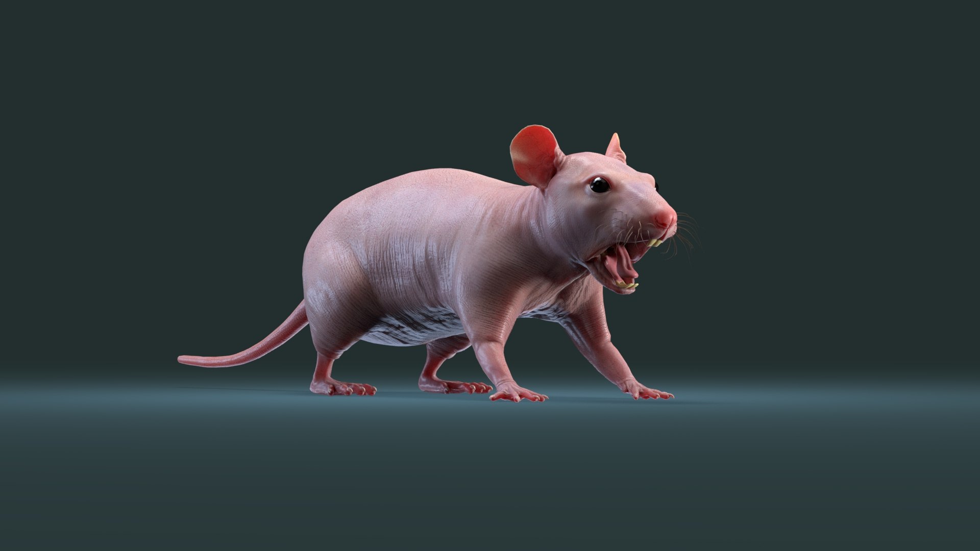 rat hairless 3D https://p.turbosquid.com/ts-thumb/M5/soipSZ/kw3pTncf/rat_hairless_render_15/jpg/1574858590/1920x1080/fit_q87/eb68765d98752be95d75e4ec3fd8b15c361fdf86/rat_hairless_render_15.jpg
