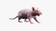 Rat Hairless