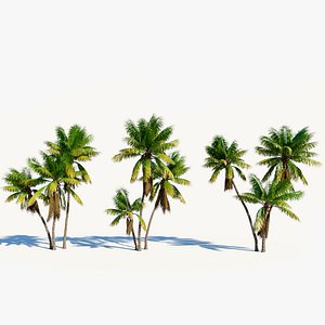 3D Cocos nucifera c