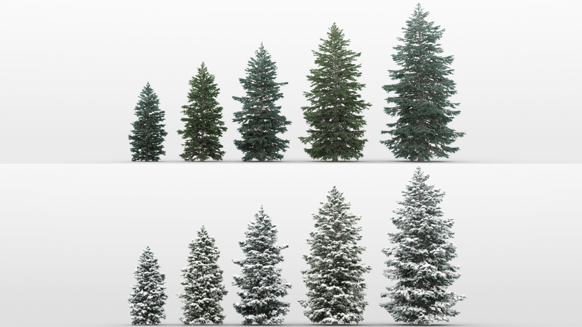 Snowy Fir Trees 3d Model