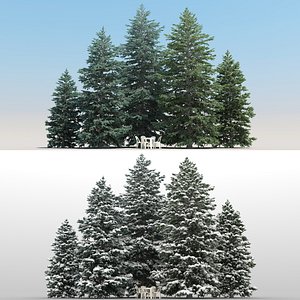 5 Abies Pinsapo Trees with snow