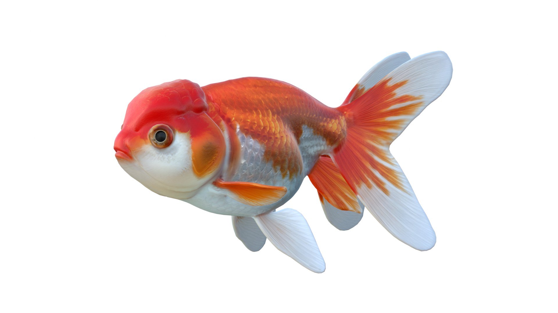 Lionhead Goldfish 3D model https://p.turbosquid.com/ts-thumb/M6/3ZBk1z/E5/4/jpg/1774439792/1920x1080/fit_q87/9315bb67ef1be0da4c163499080fc70a54ab7843/4.jpg