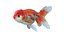 Lionhead Goldfish