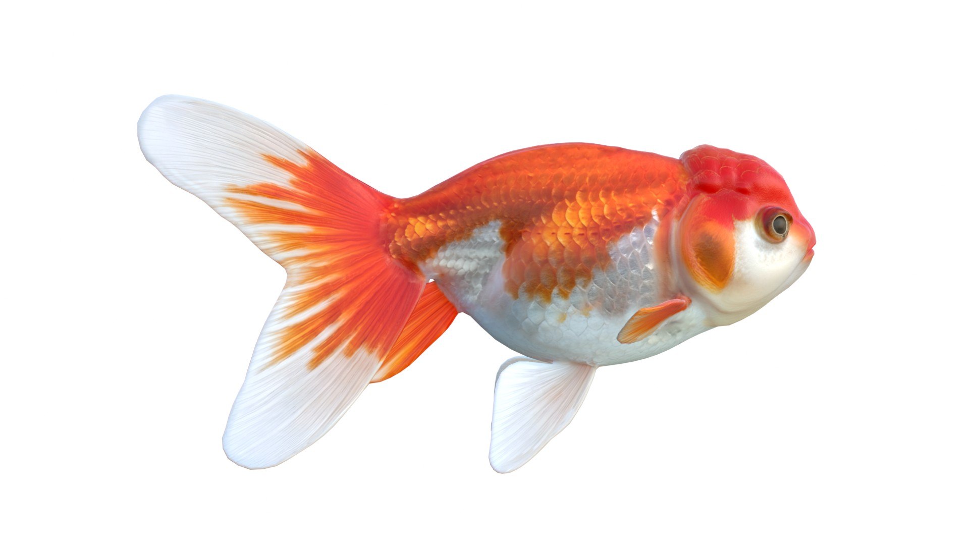Lionhead Goldfish 3D model https://p.turbosquid.com/ts-thumb/M6/3ZBk1z/FZ/2/jpg/1774439790/1920x1080/fit_q87/f722c428d08fb31ba625cfcb900338058c3879c1/2.jpg
