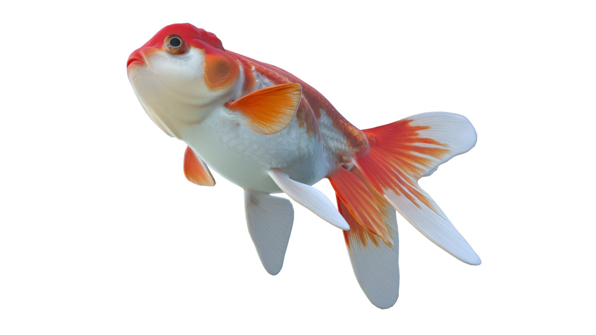 Lionhead Goldfish 3D model https://p.turbosquid.com/ts-thumb/M6/3ZBk1z/J4/5/jpg/1774439793/1920x1080/fit_q87/3e68299a435e5ca91a4fa01f018af412197fdc2c/5.jpg