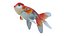 Lionhead Goldfish