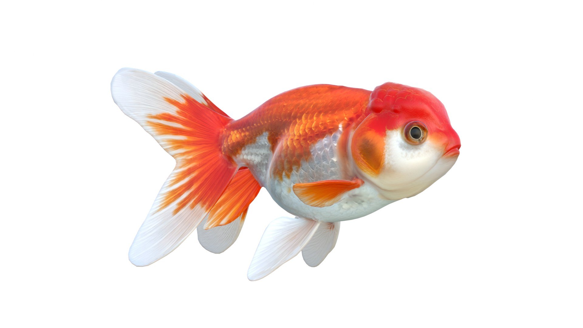 Lionhead Goldfish 3D model https://p.turbosquid.com/ts-thumb/M6/3ZBk1z/fw/lionheadgoldfish/jpg/1774439788/1920x1080/fit_q87/bddbdfbf3a105bc2fd6afa0cfa4eff2d5e5135b3/lionheadgoldfish.jpg