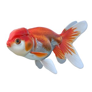 Lionhead Goldfish 3D model