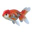 Lionhead Goldfish