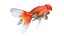 Lionhead Goldfish