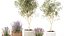 Plants flower bush in baskets pots olive tree lavender decor 3D model