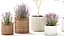 Plants flower bush in baskets pots olive tree lavender decor 3D model