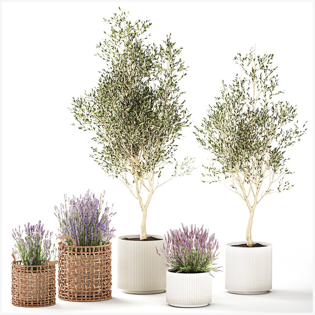 Plants flower bush in baskets pots olive tree lavender decor 3D model https://p.turbosquid.com/ts-thumb/M6/5lAkCG/hE/1treeflowerslavender270100/jpg/1769626301/1920x1080/fit_q87/2e9d3856684526666b11186f75e8852a44f4051c/1treeflowerslavender270100.jpg