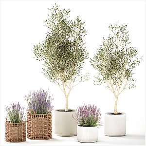 Plants flower bush in baskets pots olive tree lavender decor 3D model
