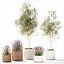 Plants flower bush in baskets pots olive tree lavender decor 3D model