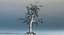 Weeping Willow