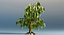 Weeping Willow