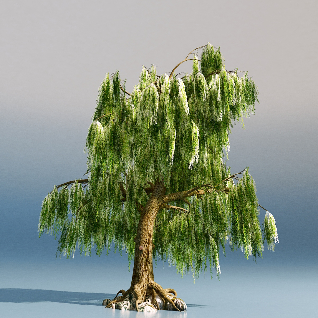 3D model weeping willow https://p.turbosquid.com/ts-thumb/M6/CrFu2R/S2COsZgM/v/jpg/1529553201/1920x1080/turn_fit_q99/3f886a97d05b3fef9c24c18c0a1356b612d600a5/v-1.jpg