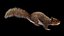 Squirrel  ANIMATED  XGEN-CORE