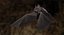 Vampire Bat (Animated)