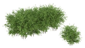 Untidy boxwood hedge - Buxus 3D model