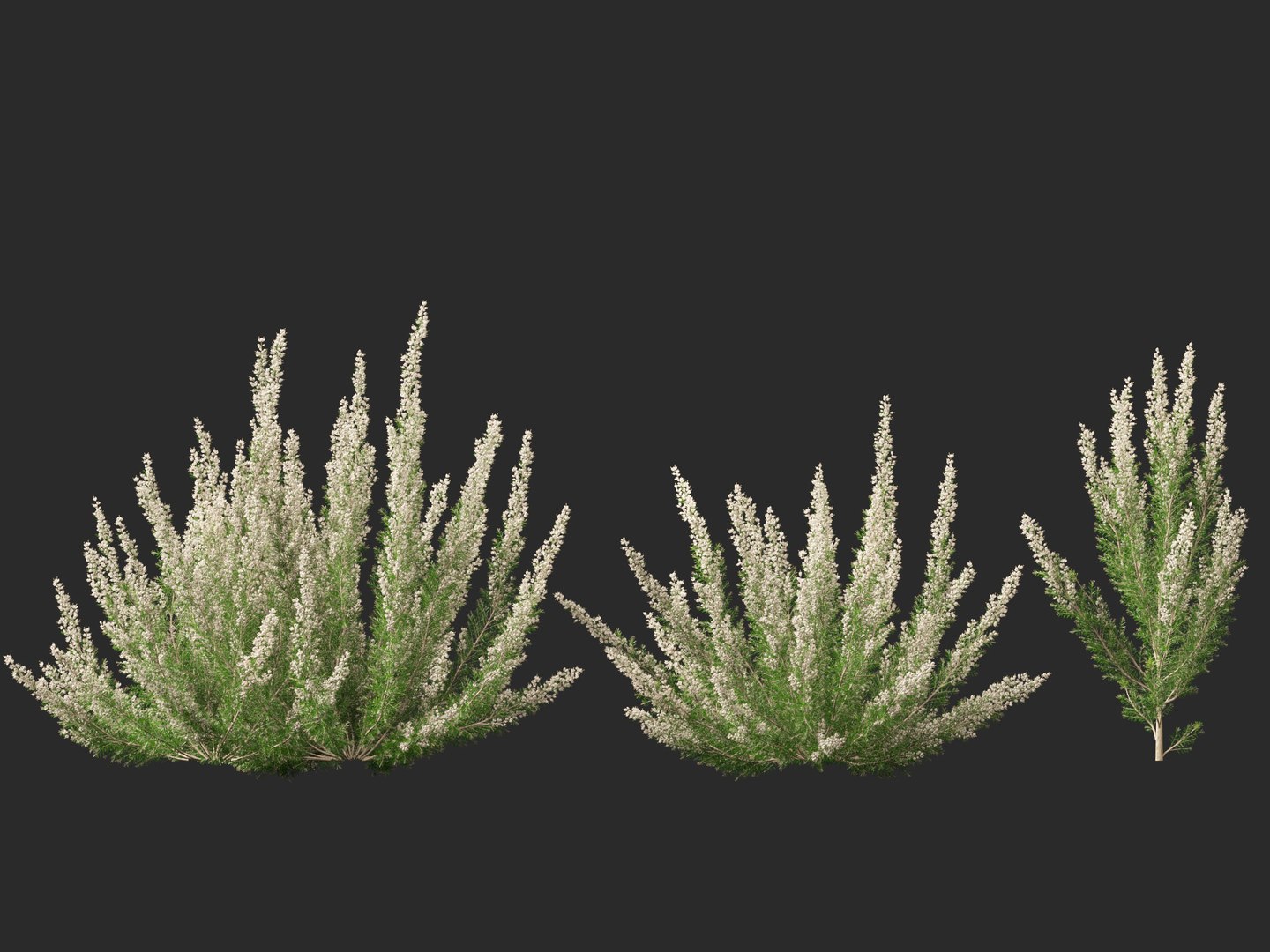 Highpoly-Low Poly - Erica Arborea - Tree heath 02 3D model https://p.turbosquid.com/ts-thumb/M6/UeshWF/1H/ericaarborea024/jpg/1781665780/1920x1080/fit_q87/565f0fa3ee4577aeb456dbf312144ca2049ace6c/ericaarborea024.jpg