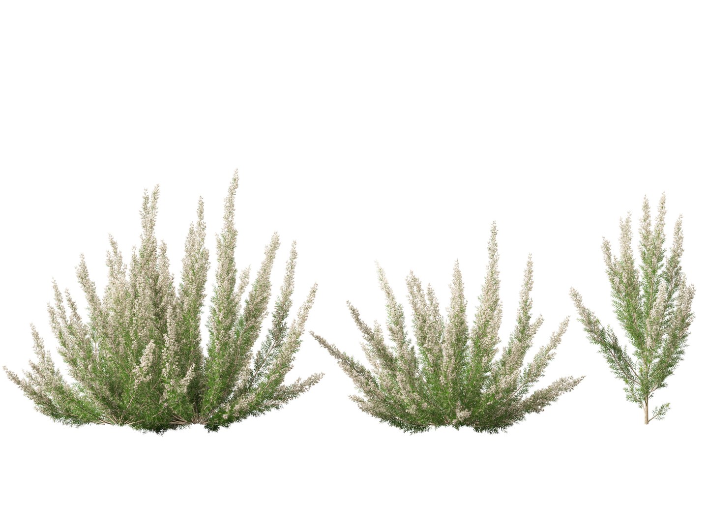Highpoly-Low Poly - Erica Arborea - Tree heath 02 3D model https://p.turbosquid.com/ts-thumb/M6/UeshWF/40/ericaarborea023/jpg/1781665779/1920x1080/fit_q87/edb4048268c95787b8d8d8658186230f808878b6/ericaarborea023.jpg